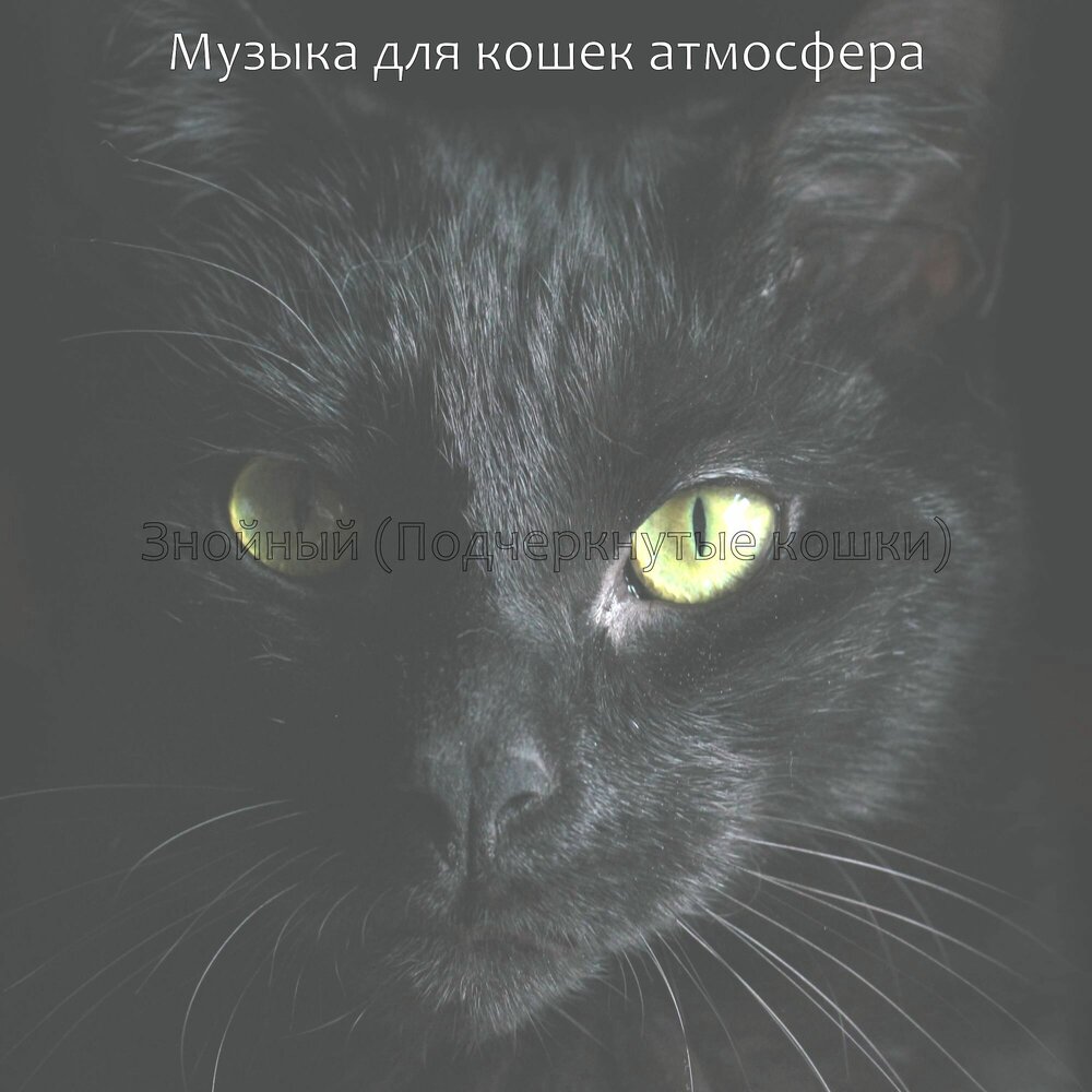 Музыка для котят. Звуки кошек слушать онлайн.