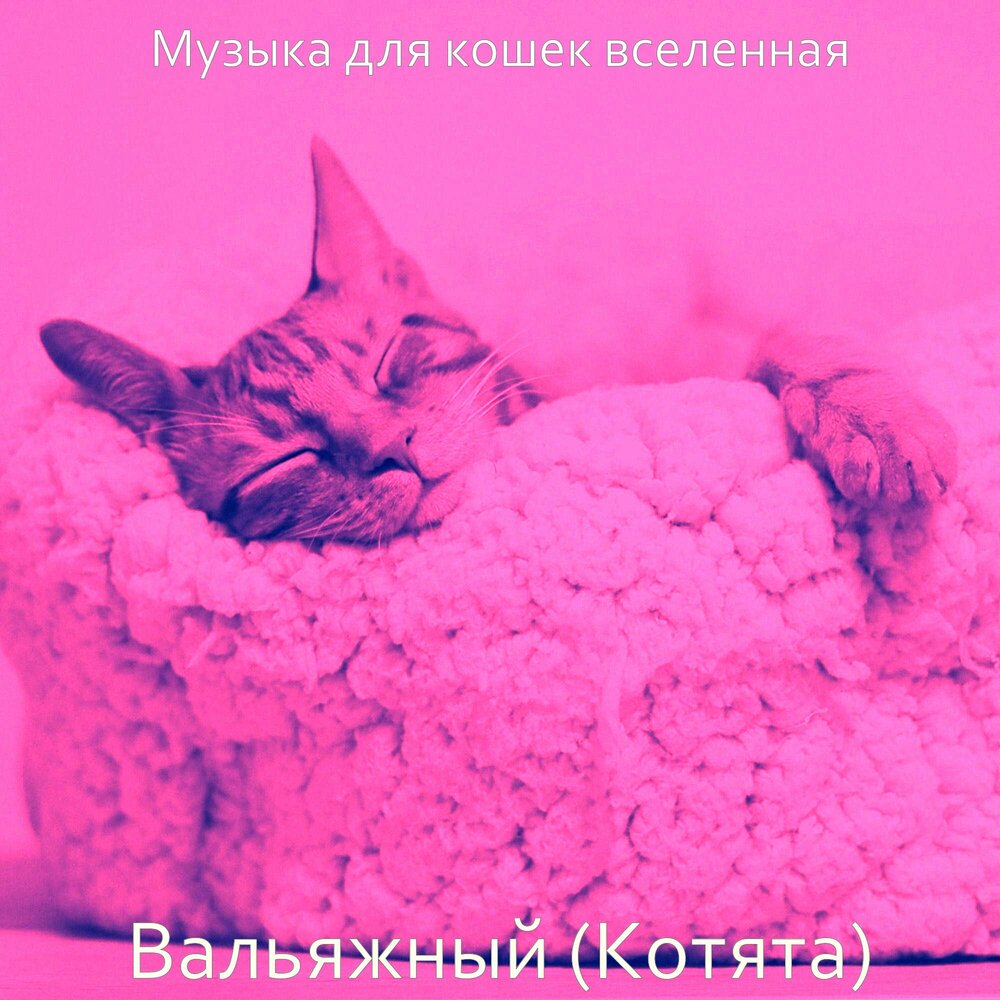 Музыка для котят. Котик слушает музыку картинки.