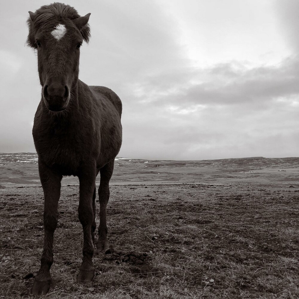 Лошадь слушает. The Heavy Horses альбомы.