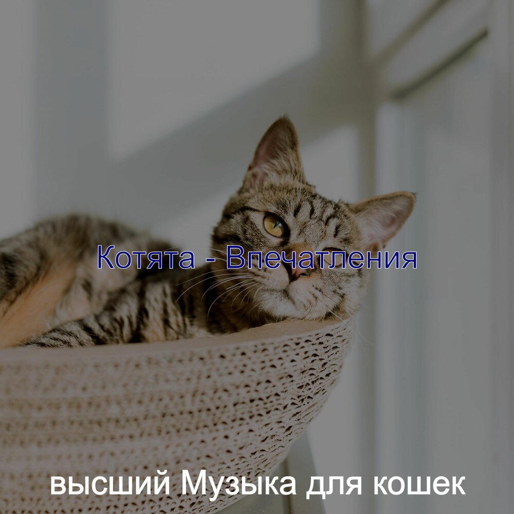 Музыка для кошек. Успокаивающая музыка для кошек слушать. Успокаивающая музыка для кошек слушать. Котенок слушает музыку. Котята и музыка.
