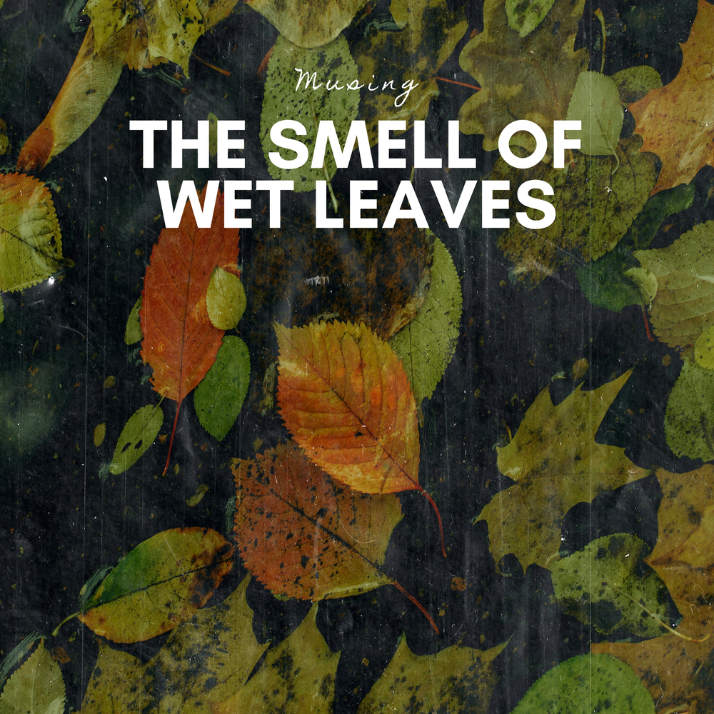 Leaves слушать. Leaf shadow. Luke thomas. осенние листья природа. Autumn leaves (original mix)temple one.