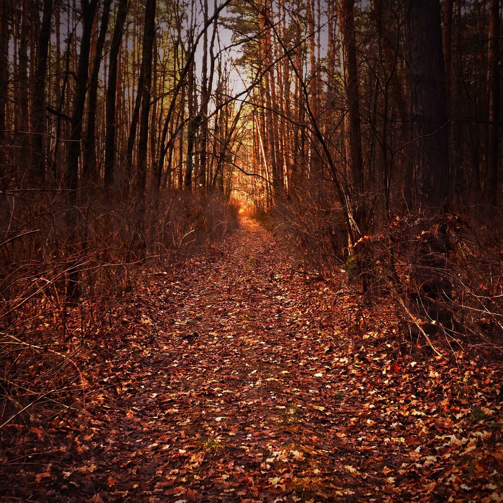 В темном лесе слушать 8 класс. Музыка в лесу. Strange Forest. Roman Forest. Слушать музыку в лесу.