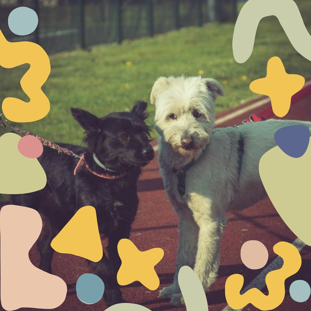 Rap dog. Bullhead melvins. Marshmallow bastille happier. Щенки альбом. Собака рокер.
