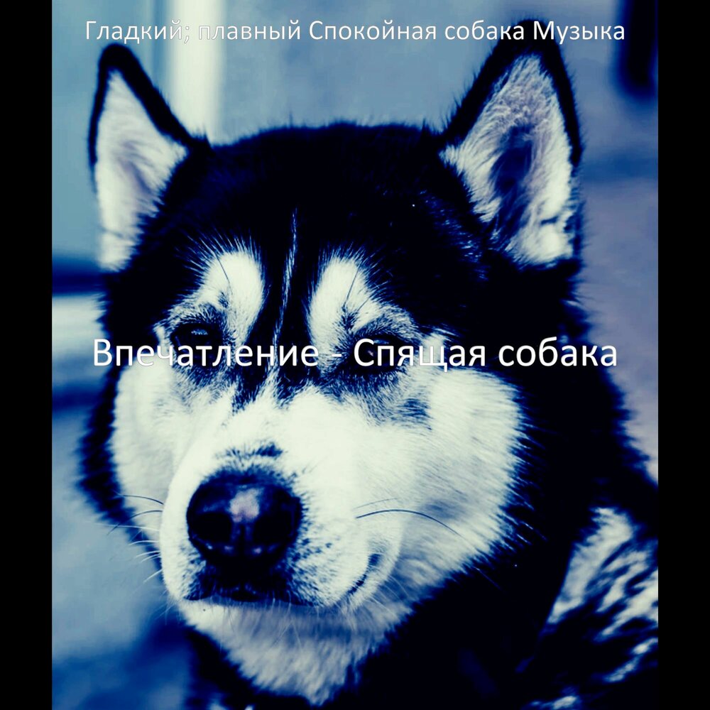 Песня она собака. Хаски господин собака. Круглая аватарка музыка собака. Песик музыка.