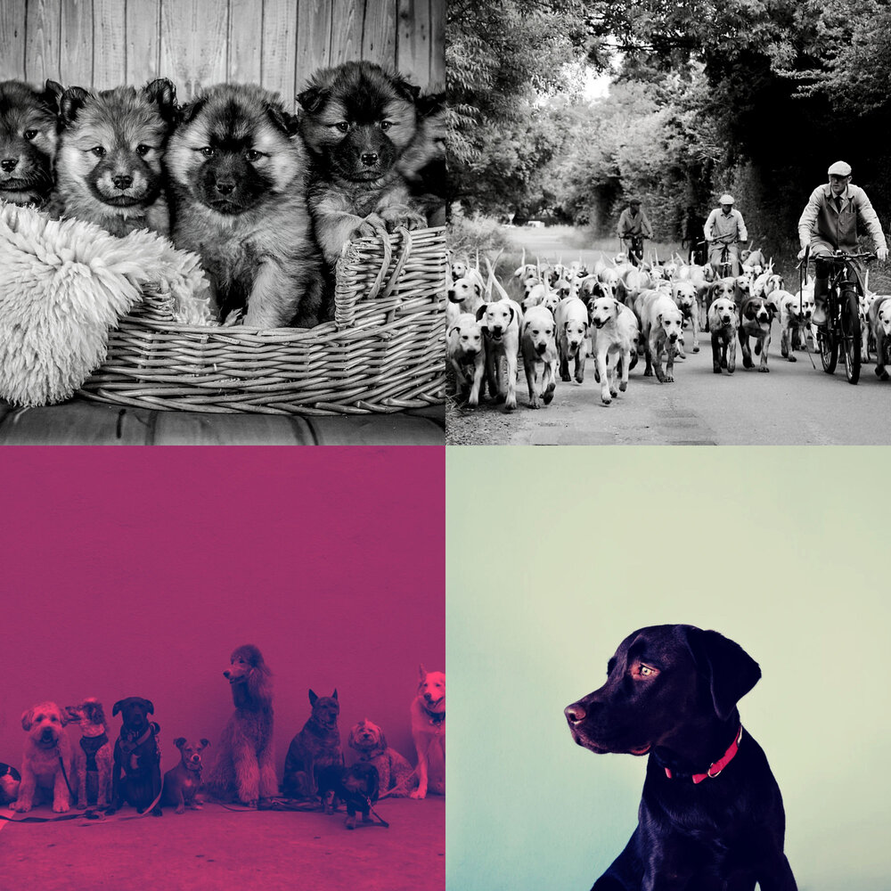 Песня моя собака одета дороже тебя speed. Классика музыка собака. Фото музыкальной группы щенки. Арт на обложку музыка с собакой. Альбом 2014 года с собакой музыка.