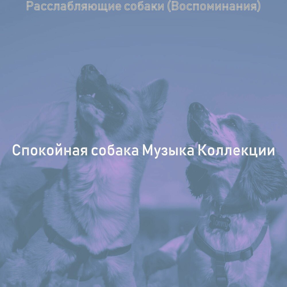 Песня моя собачка одета дороже тебя слушать. Мемуары собаки. Воспоминания о собаке. Щенки песни. Мои воспоминания о собаке.