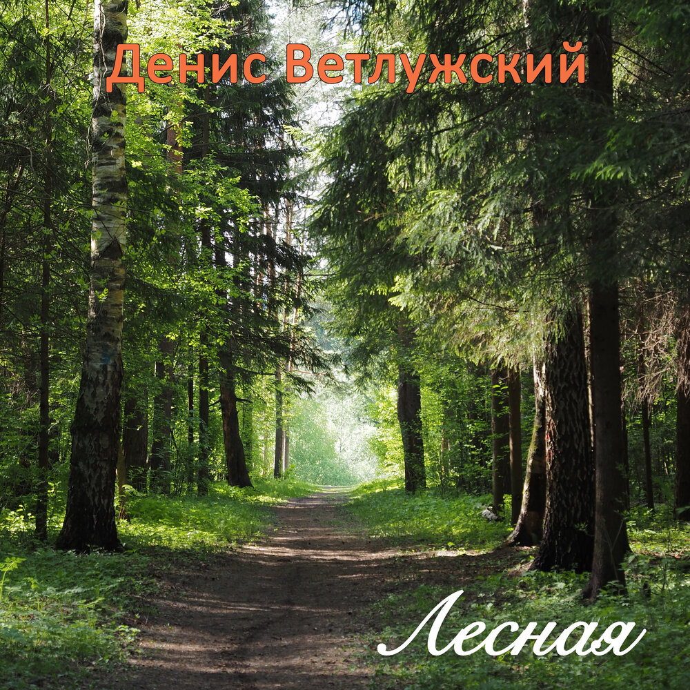 фото-шепот леса. шум в лесу. слушать лесной. слушать лесной. слушать лесной.