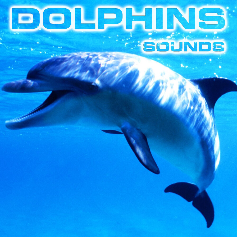 Dolphin Sounds. Dolphin avatar.