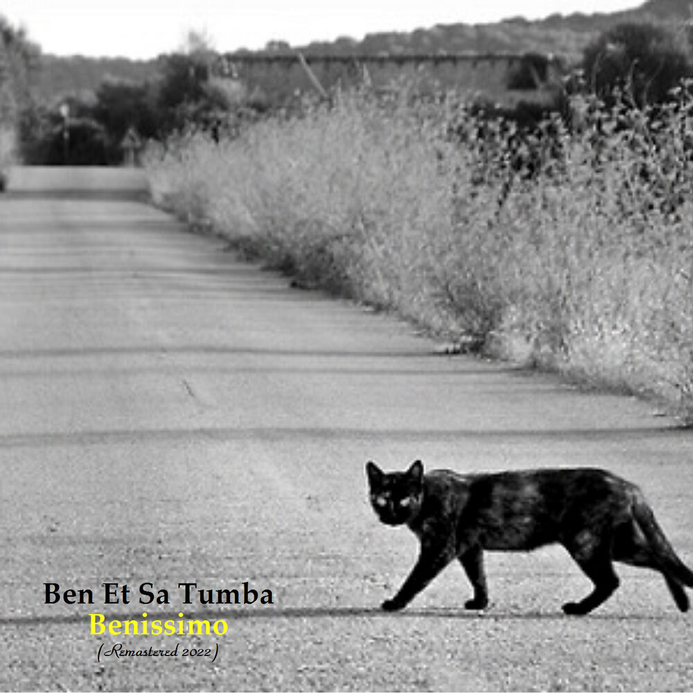 Если черный перейдет песня. Черный кот переходит дорогу. Черная кошка на дороге. Чёрная кошка перебежала дорогу. Чёрный кот перебежал дорогу.