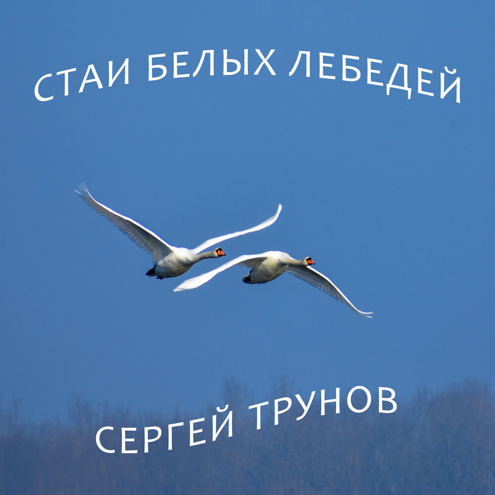 Песня стая белых птиц. Стая белых лебедей. Кредо стая белых лебедей. Стая белых лебедей песня. Белая стая