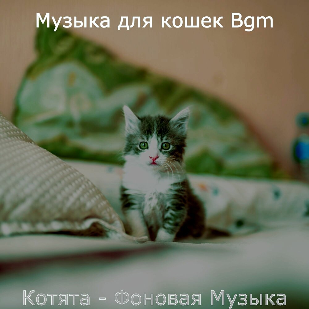 Музыка для котят. Музыка для кошек. Музыка для сна кошек. Мелодия для кошек чтобы они заснули. Кошечки СЛУШАЮТ музыку.