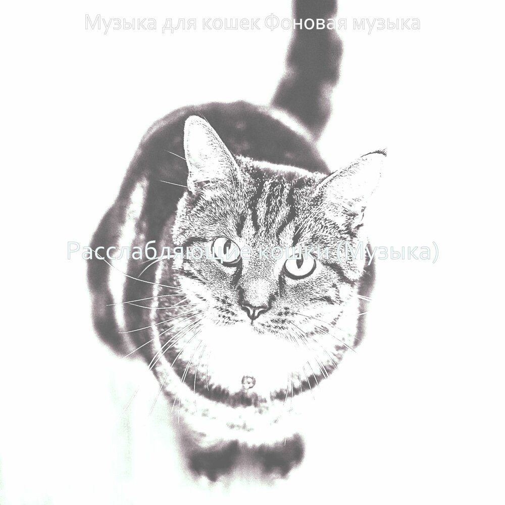 Кошачья песня. Звуки котиков слушать. Кошачья музыка для кошки слушать. Музыка для кошек. Музыка для кошек.