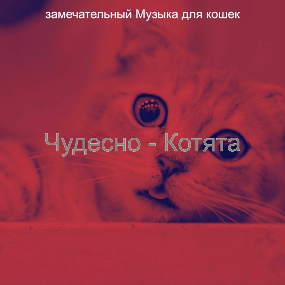 Слушать песню котенок мой. Дэвид тейе музыка для кошек. Нежный котенок песня. Слушать песню котенок мой. Мелодия котят слушать.