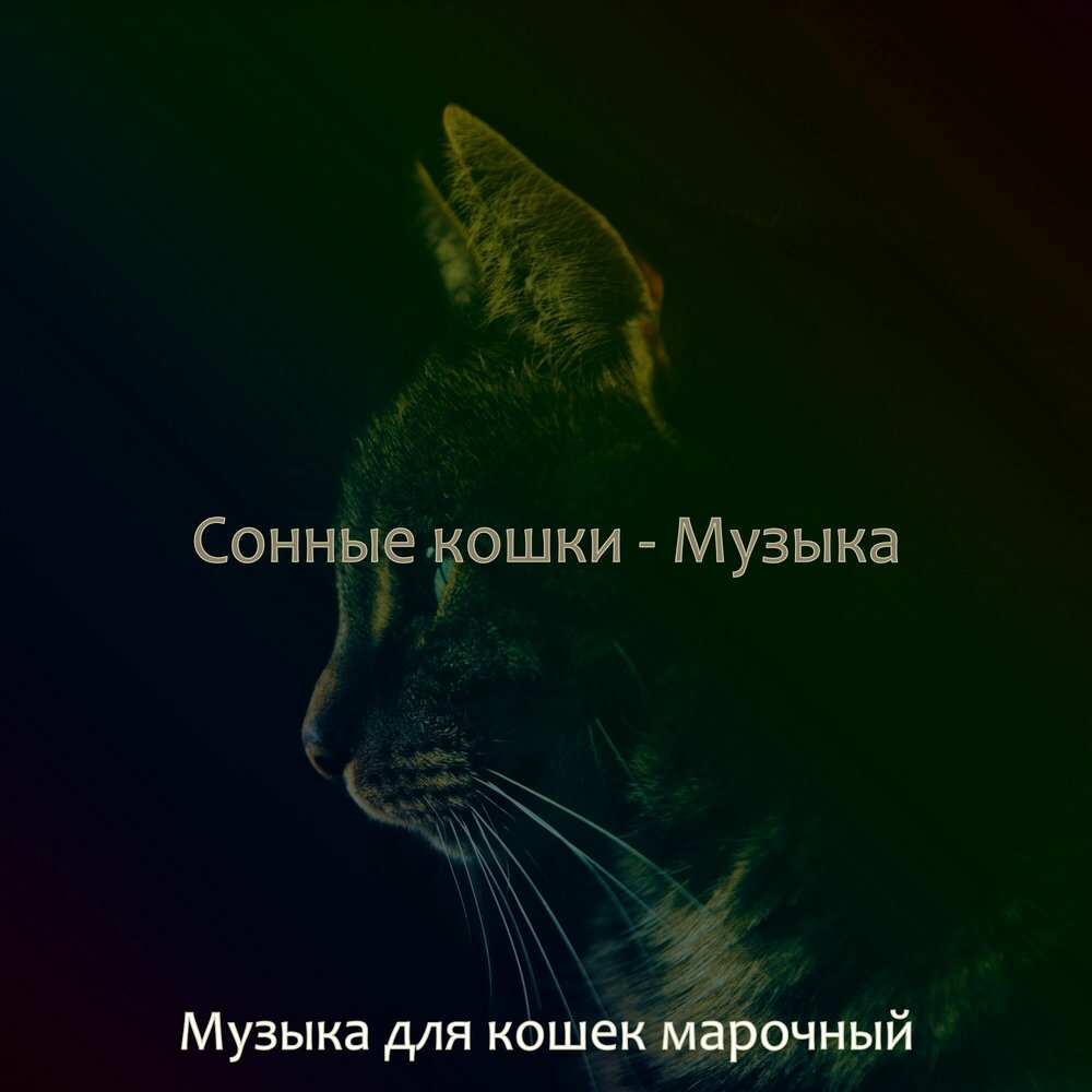 Песни про кошек. Кошачьи мемуары. Музыка музыка кошка моя. Мелодия кошка. Музыка для кошек.