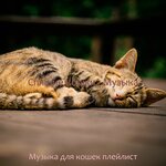 Музыка для кошек