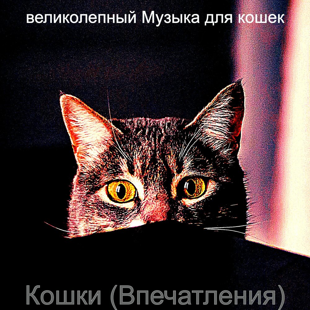 Альбом кошка. Расслабляющая музыка для кошек. Музыка для кошек слушать на кошачьем языке. Коты смешные слушает пластинки. Музыка для кошек слушать