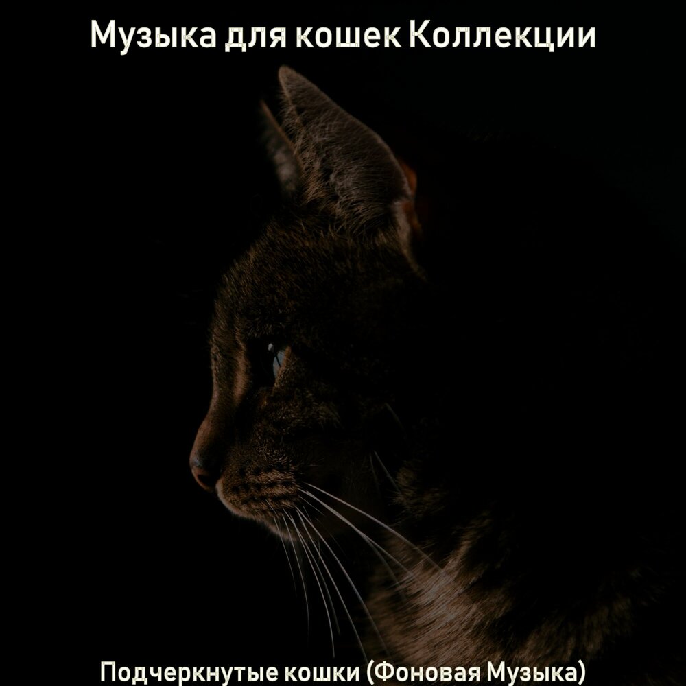 Жизнь кошек песня