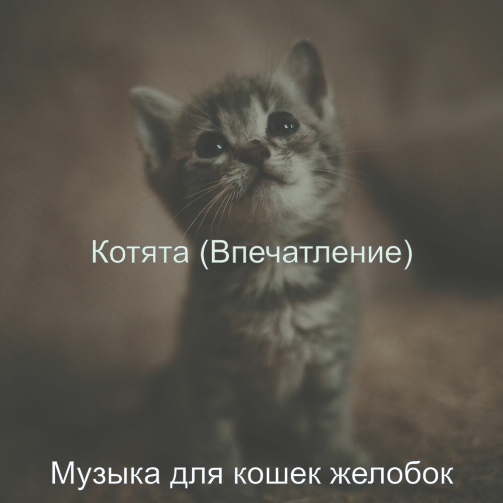 Песня про котят.