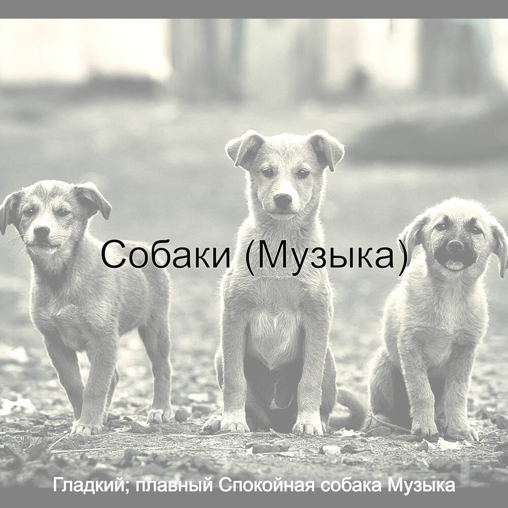 Включи песню dog. Собака мечты. Песня о собаке. Пёсик песня. Собака музыка.