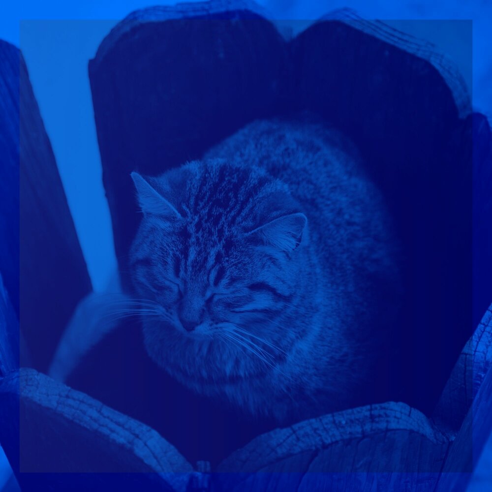Мориц фон Винд музыкальные кошки. Звуки египта для кошек слушать