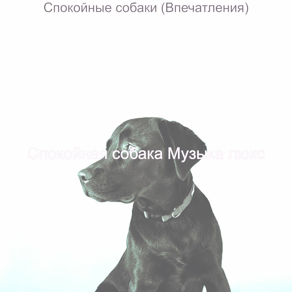 Включи песню dog. Jazz Dog. Музыка релаксирующая длясоьак для собак. Счастье собака песня. Собака слушает.