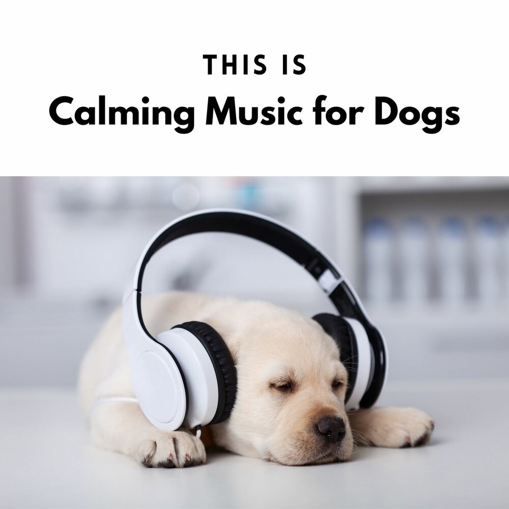 Dog music. Labrador with Headphones.