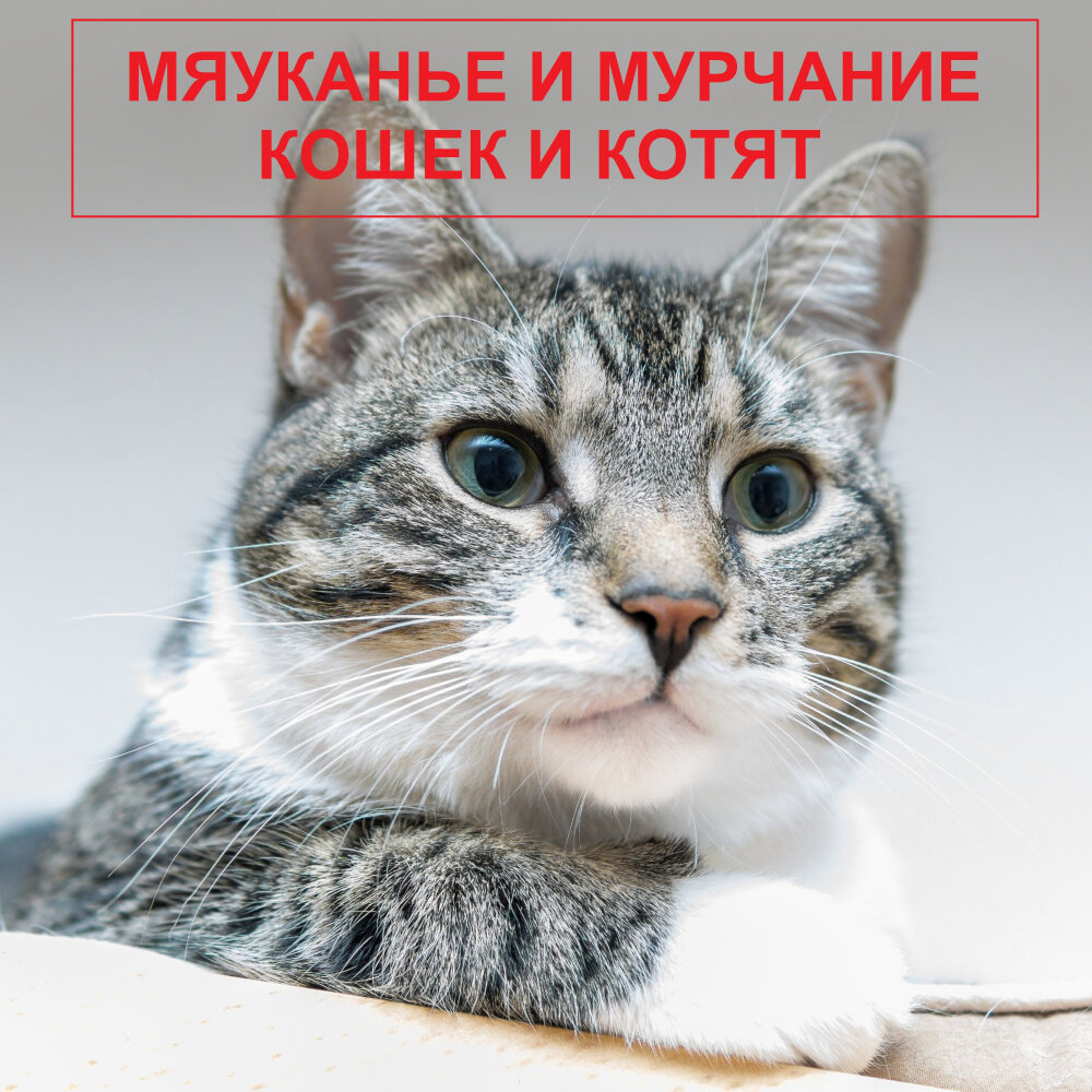 Мяуканье кошек и котят — слушать онлайн бесплатно на Яндекс Музыке в  хорошем качестве