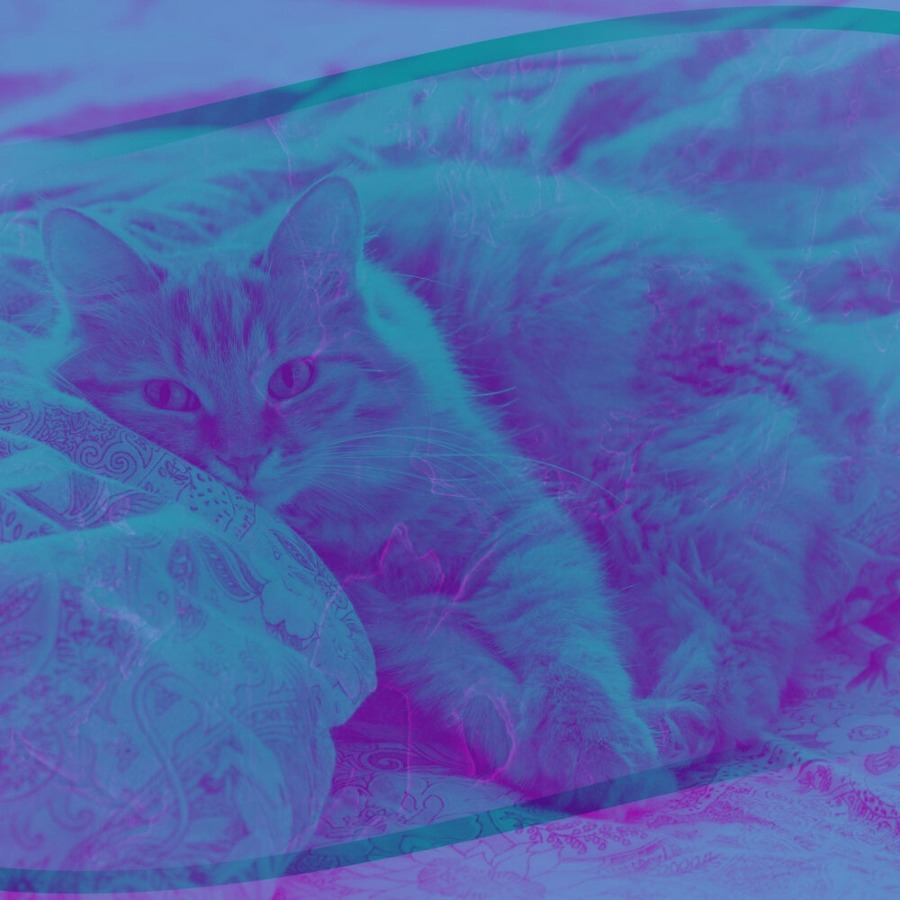 Музыка для кошек. Котик дивный песня. Альбом кошки киланава ки. Музыка расслабляющая для кошек. Альбом кошка.