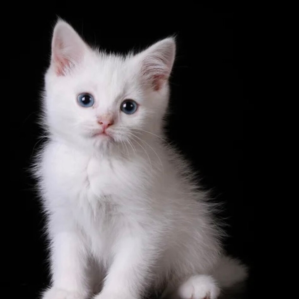 Красивый белый котенок фото