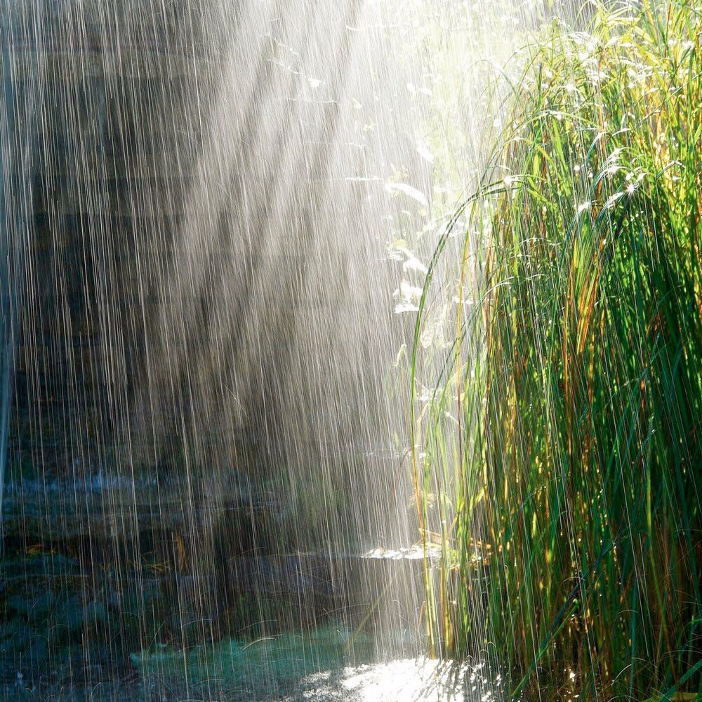 Дождь весной. Весенний фон на рабочий стол. Зелень после дождя. Пролился первый весенний дождь. Дождь и солнце.