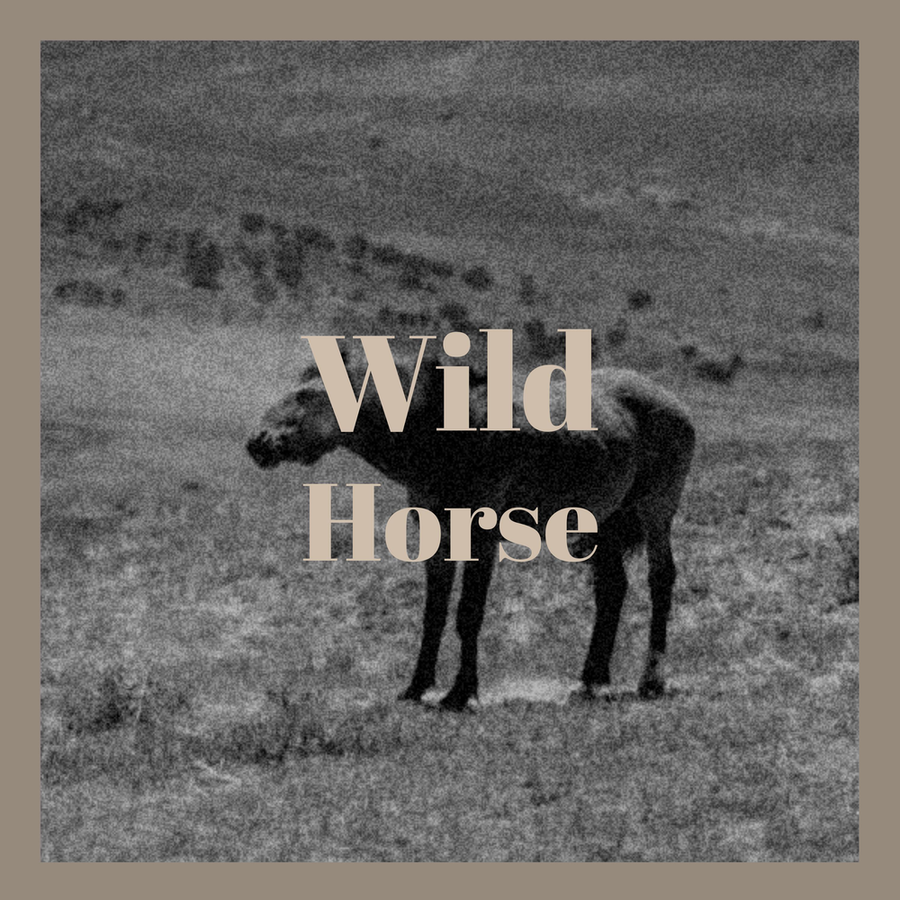 Horses альбом. Салуки альбом Wild East.