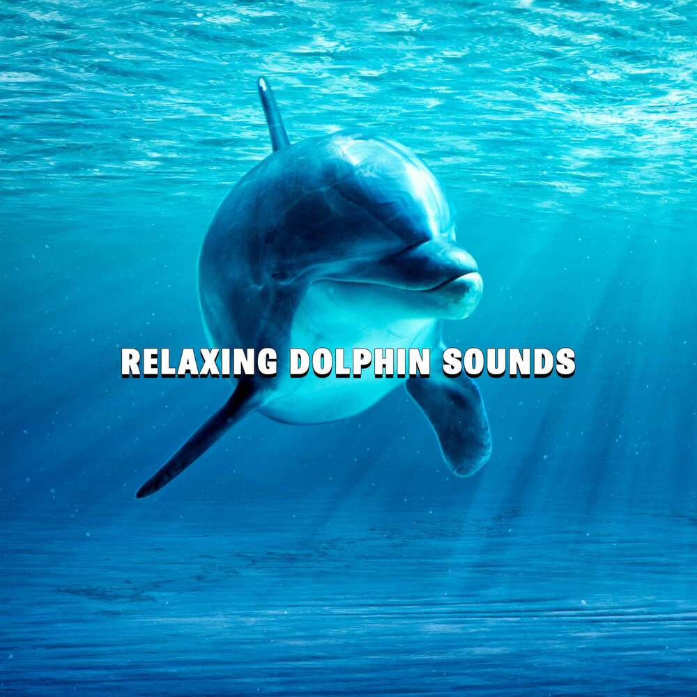 Дельфин какой звук. Звук дельфина. Релакс Дельфин. Счастливый Дельфин. Сигнал дельфина.
