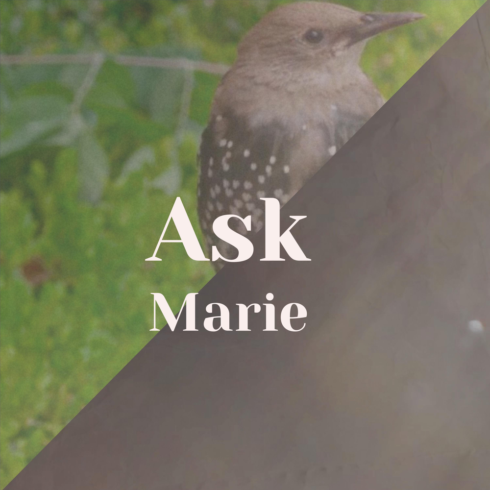 Ask maria