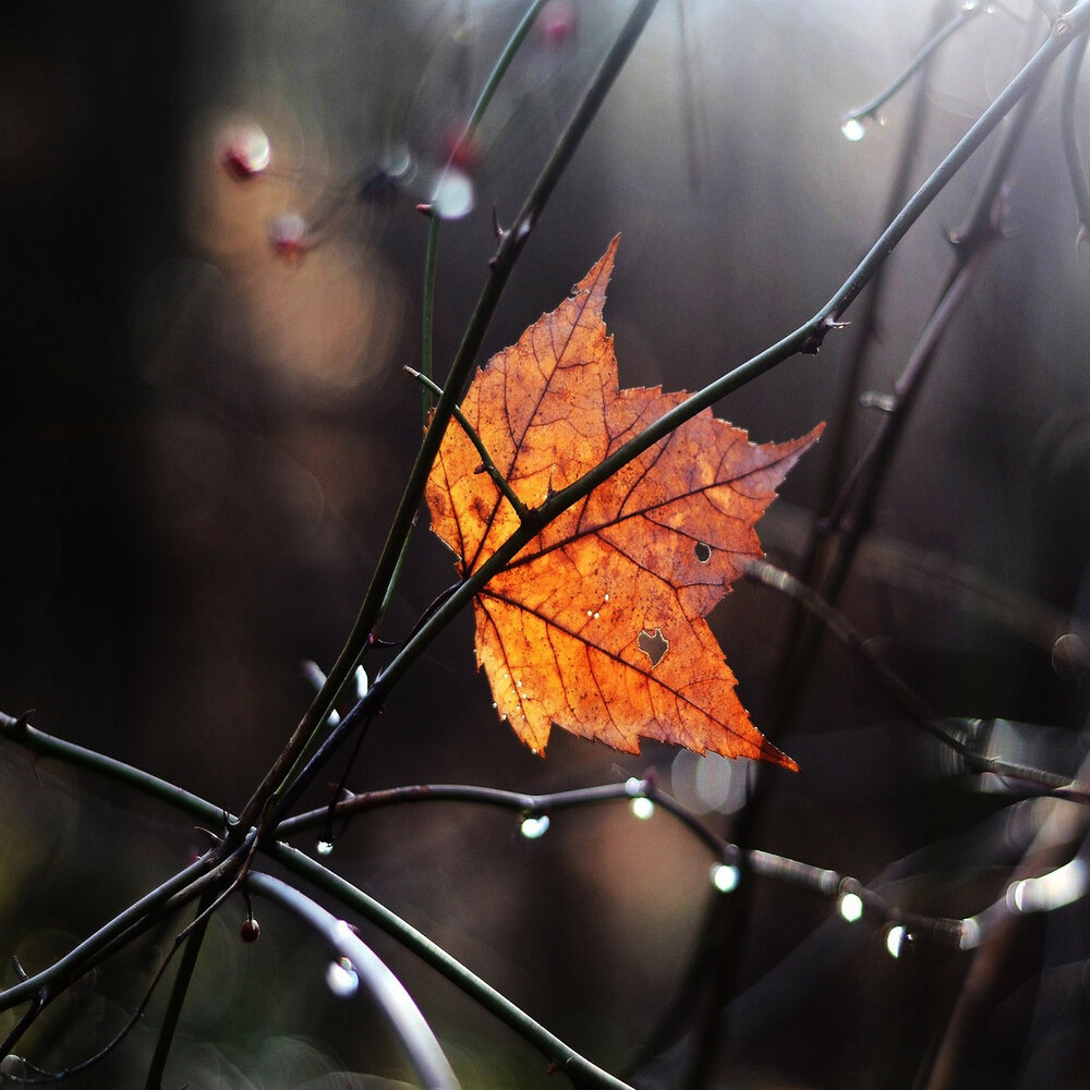 дождь ноября песни