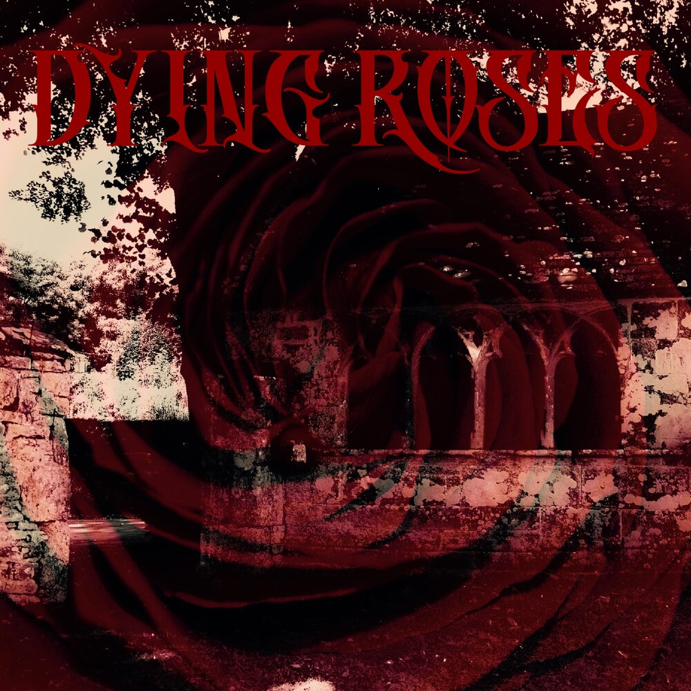 Dying rose