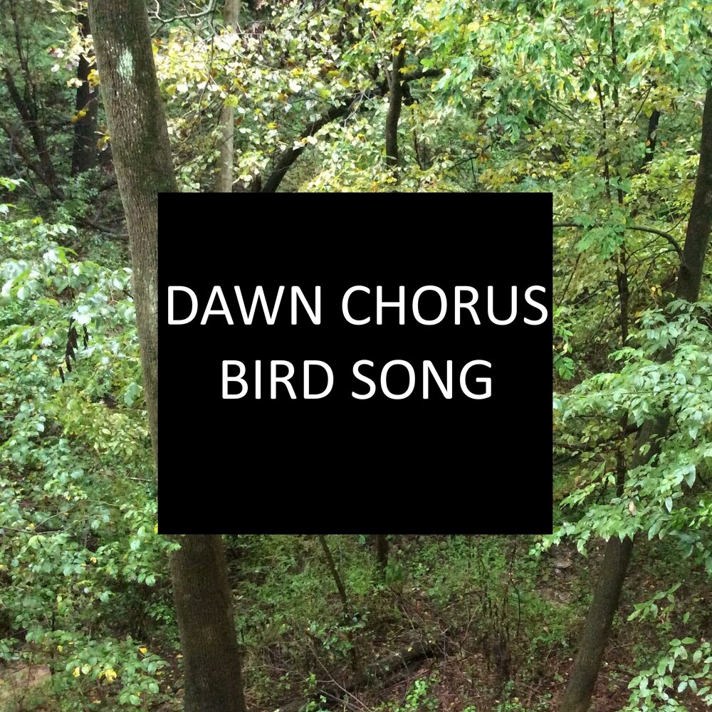 Dawn chorus