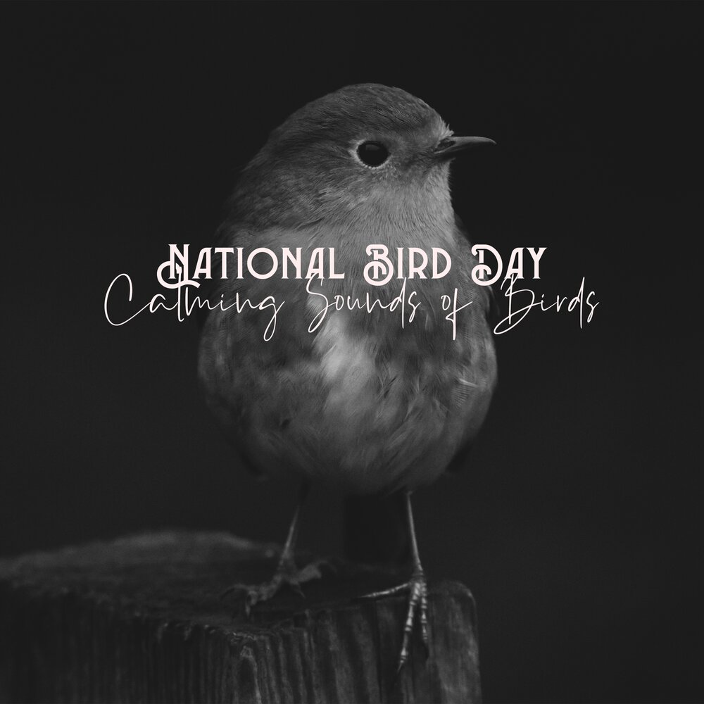 Listen the birds. Singing Birds Sound. Listen the Birds Sing. Listen to Birds singing. Sleepy Bird.