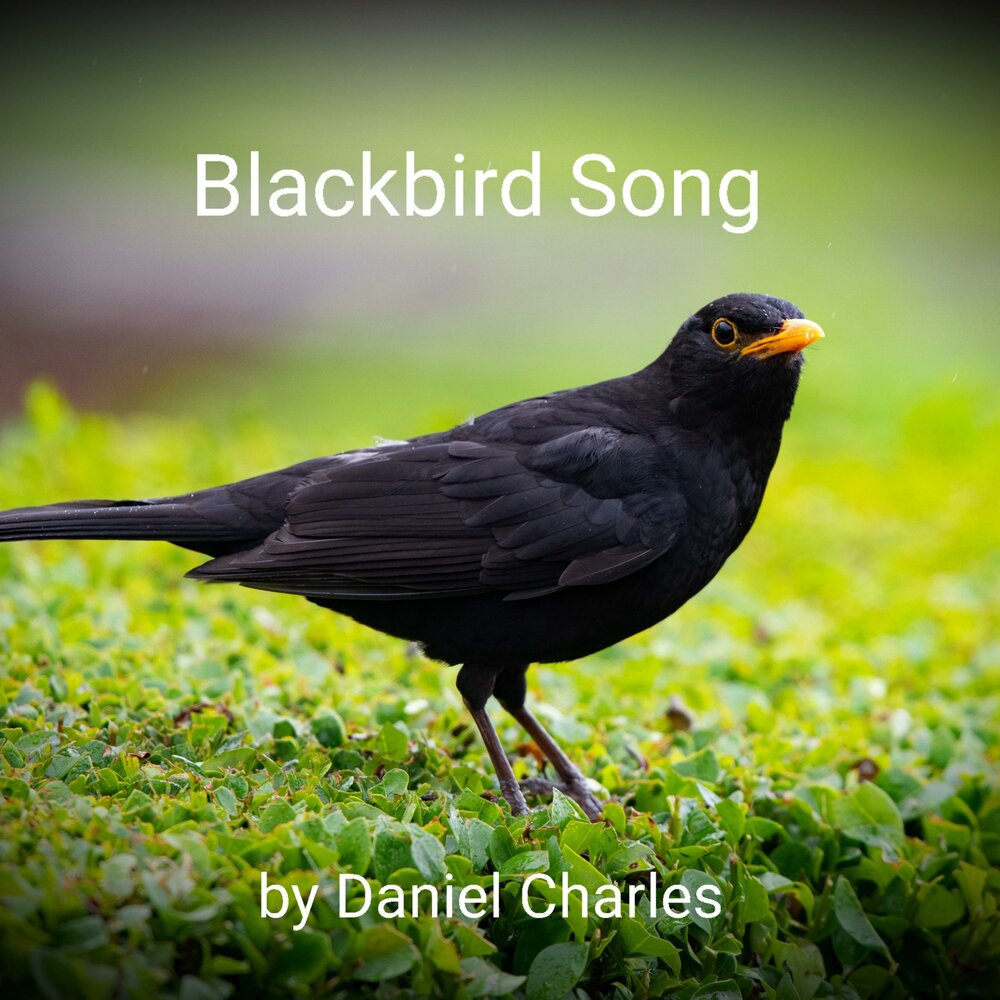 Песня дрозда. Blackbird Song. Черный Дрозд песня. Blackbird 2022. Песни черного дрозда книга.