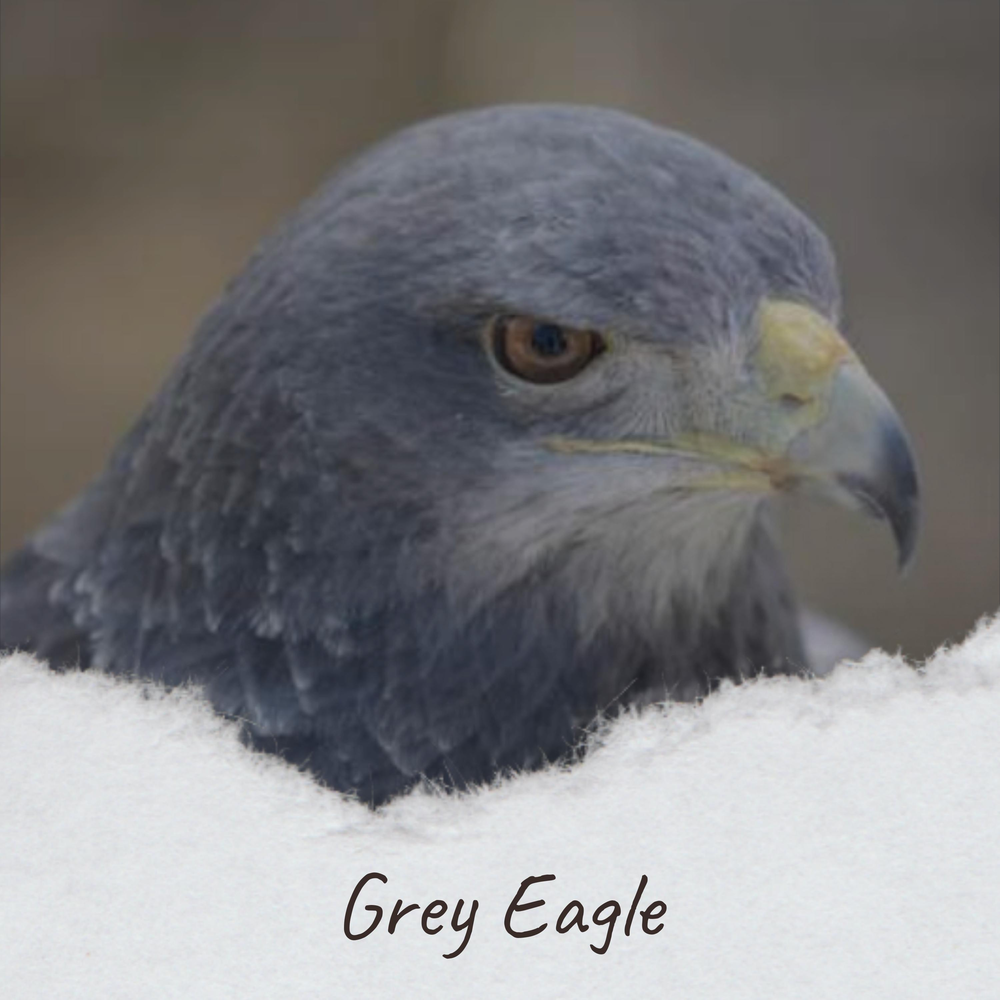 Grey eagles. Grey Eagle.