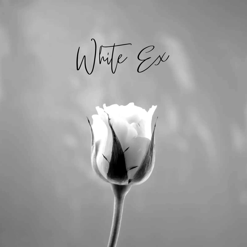 White ex. Sevenrose - белые тюльпаны обложка альбома.