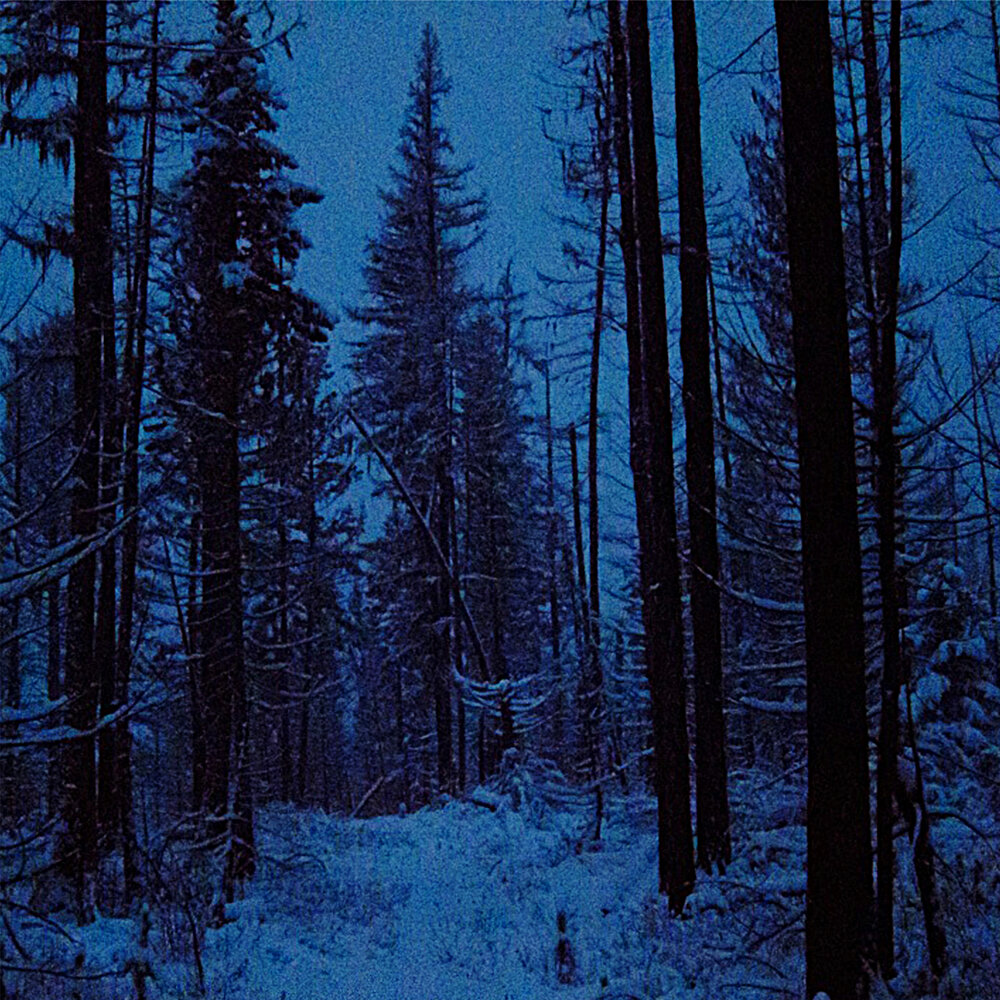 Еловый лес вечером. Мрачный зимний лес. Страшный зимний лес. «Ночь в лесу». Еловый лес ночью.