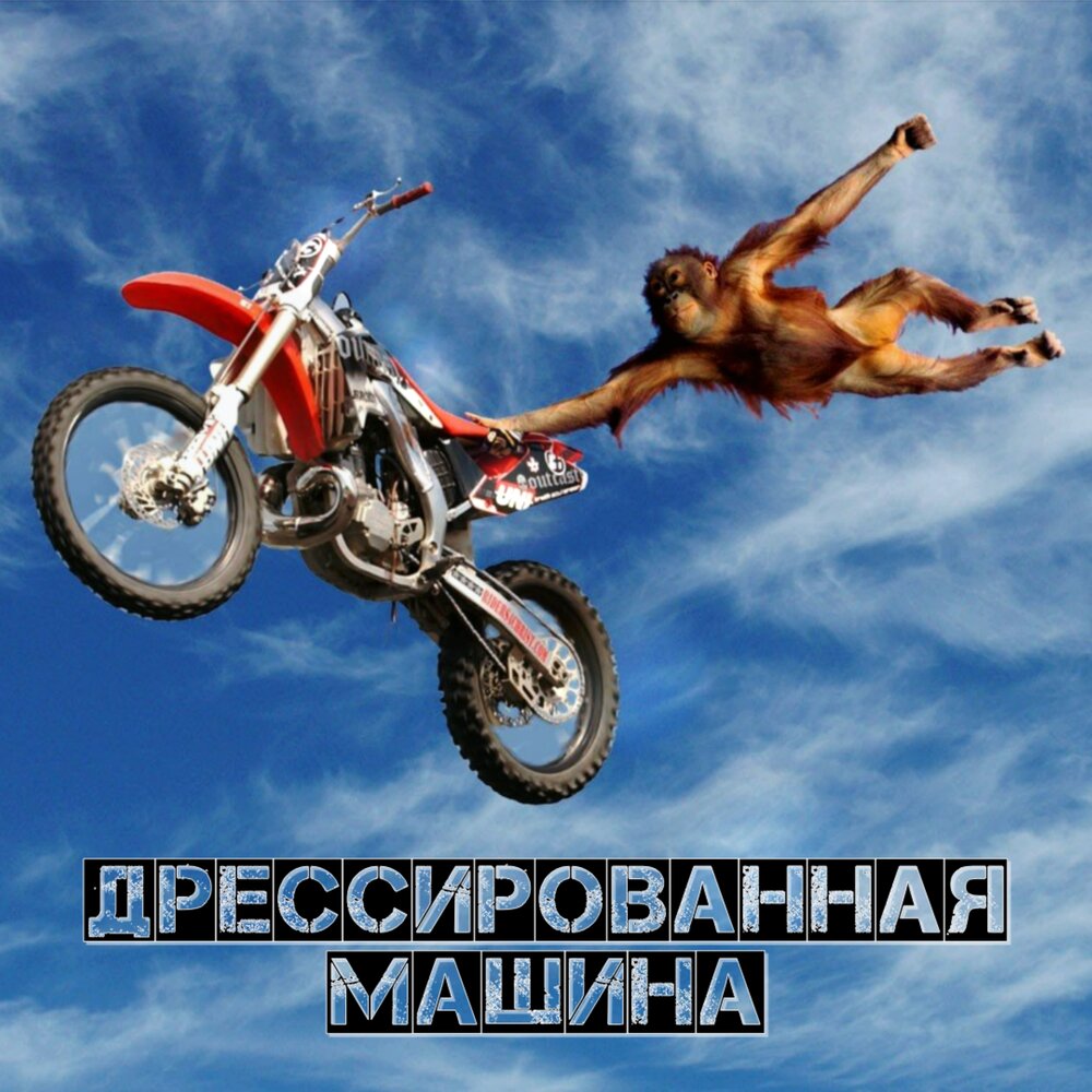 Обезьяна на мотоцикле прикол фото