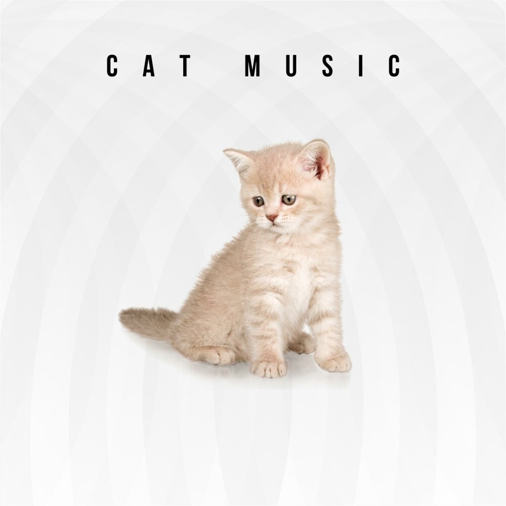 Music for cats. Cat. Слушать. Cute Cat. Музыка.