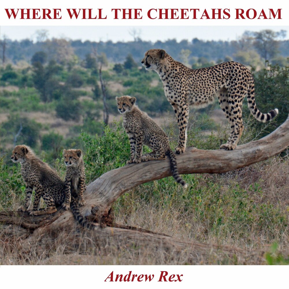 Cheetah Conservation Fund Африка. Дикая сколько по времени