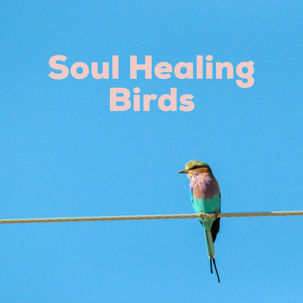 Heal my soul. Soul Healer. Healing Bird. Healing Birdsong -пение птиц исцеляет.