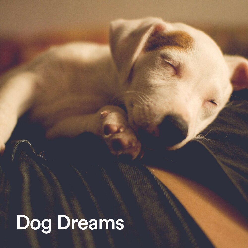 Dogs dream. Dogs dream. Собака мечтает. Dogs dream. Dogs dream.