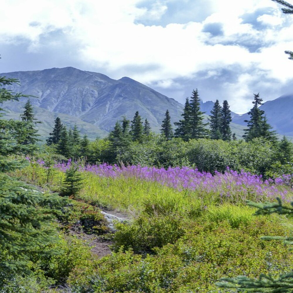 Национальный парк Аляска цветы
