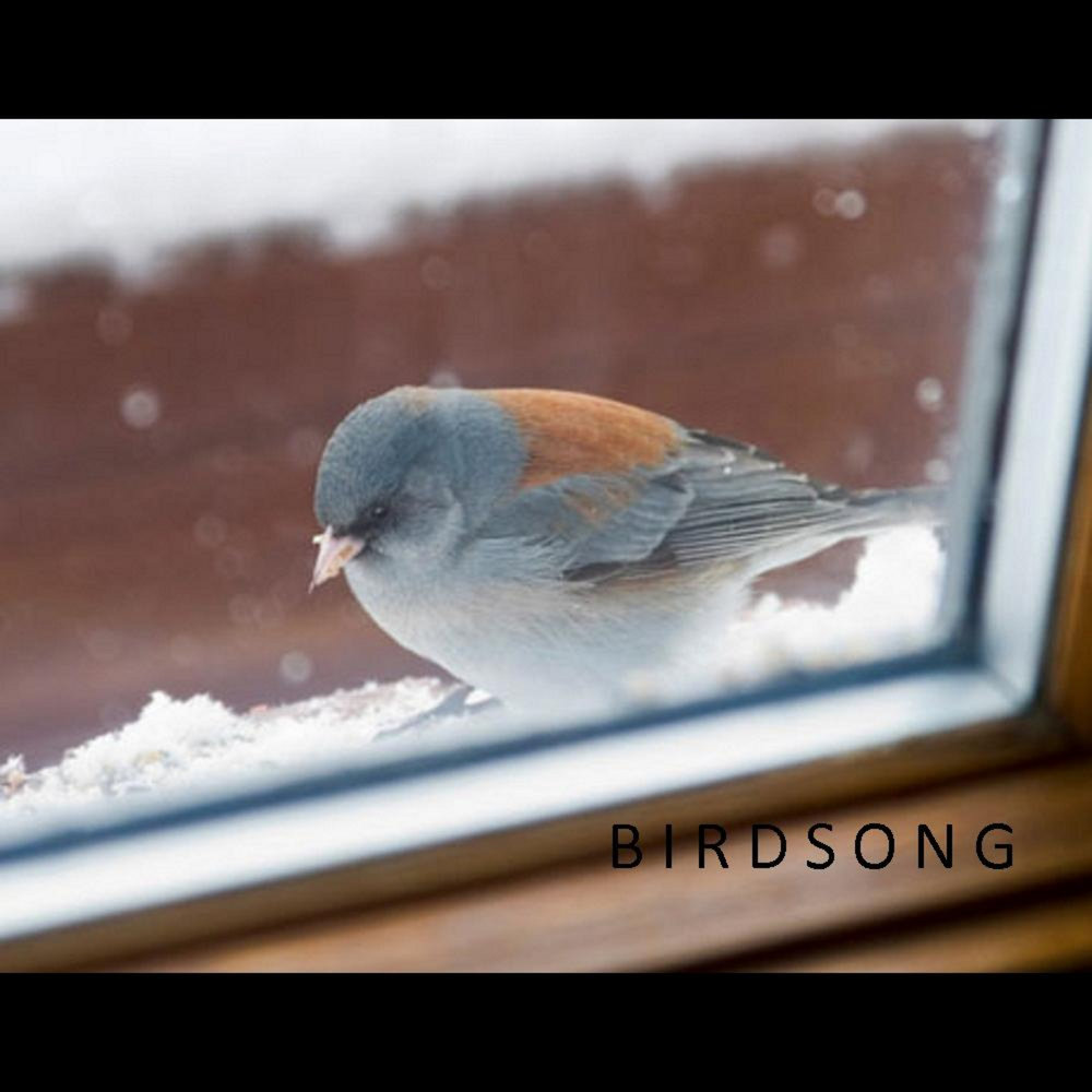 Почему птица стучит в окно. Птица на подоконнике. Воробьи у окна зимой. Воробей на подоконнике. Птицы за окном.