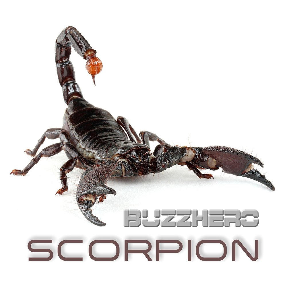 Скорпион слушать. Скорпион комьюнити. Scorpion электронная. Scorpions альбом с динозавром. Скорпион альбом 93.