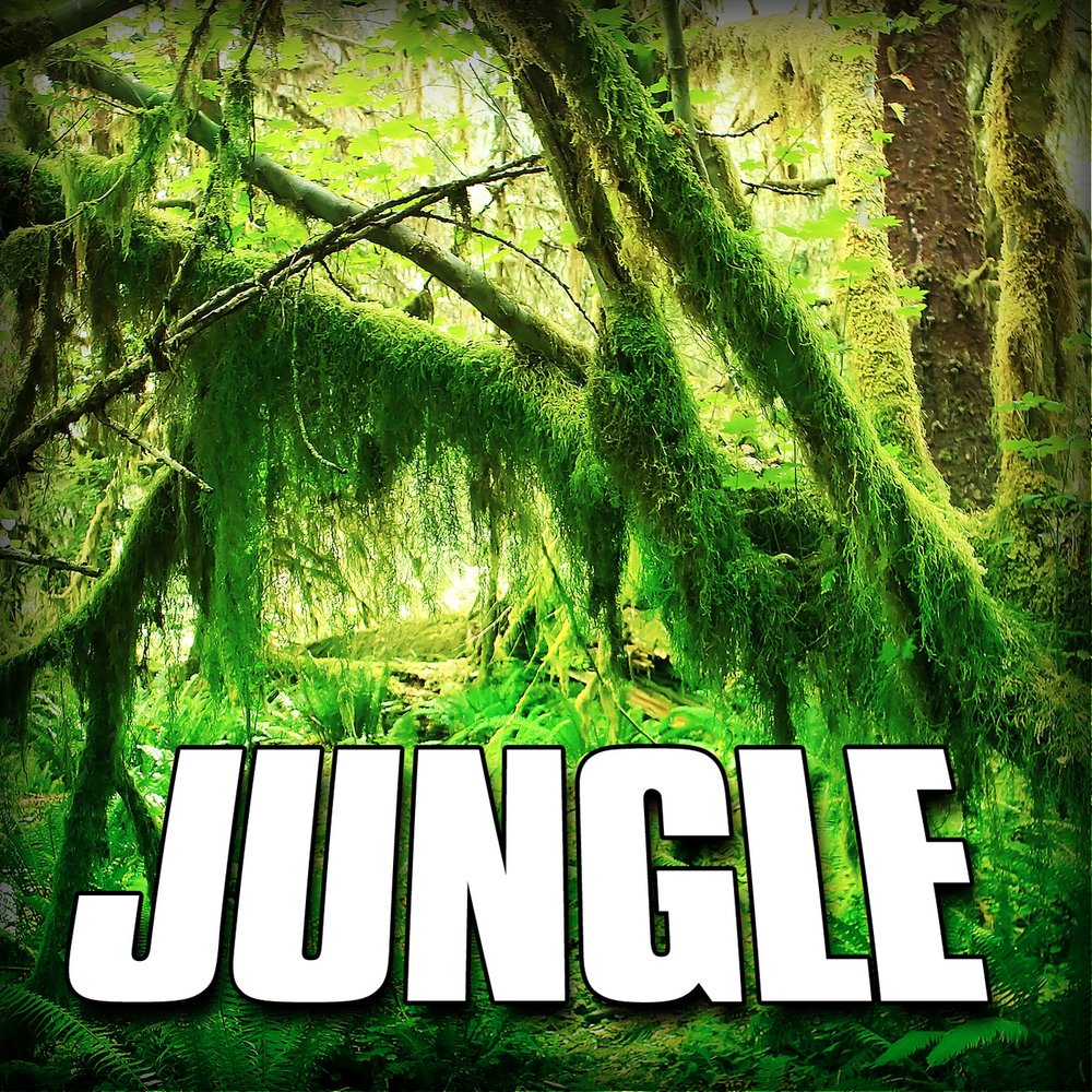 Jungle текст